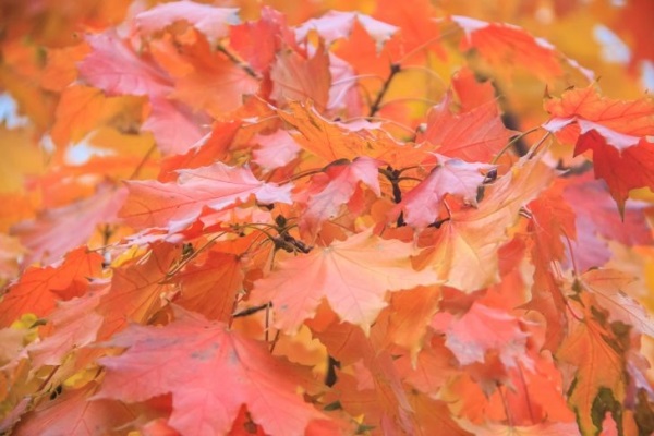 Аллерголог предупредила об опасности фотосессий в осенних листьях
